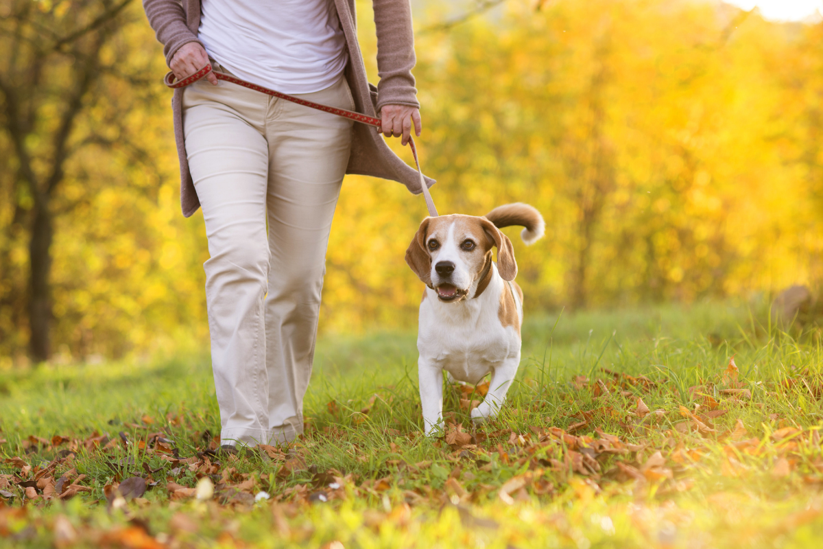 Dog friendly walking routes Nechells, Birmingham.